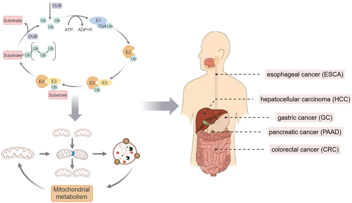 Frontiers | Ubiquitination regulation of mitochondrial