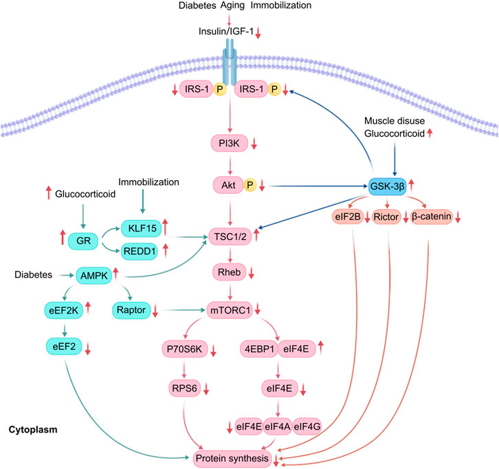 Muscle Diseases (神経学) The Skeletal Muscle Emerges as a New Disease Target in