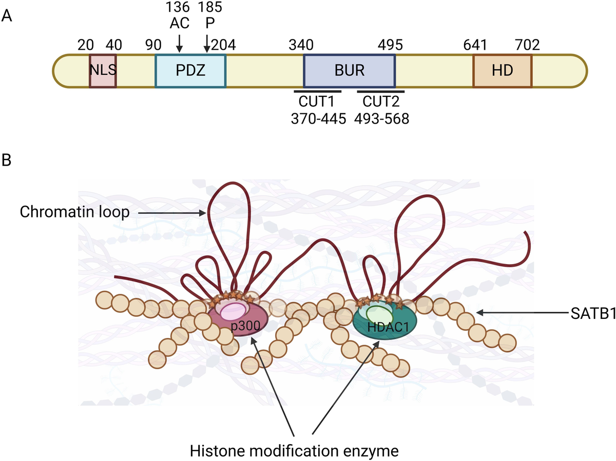 YN　３９，６９ FTO Alleviates CdCl2-Induced Apoptosis and Oxidative Stress