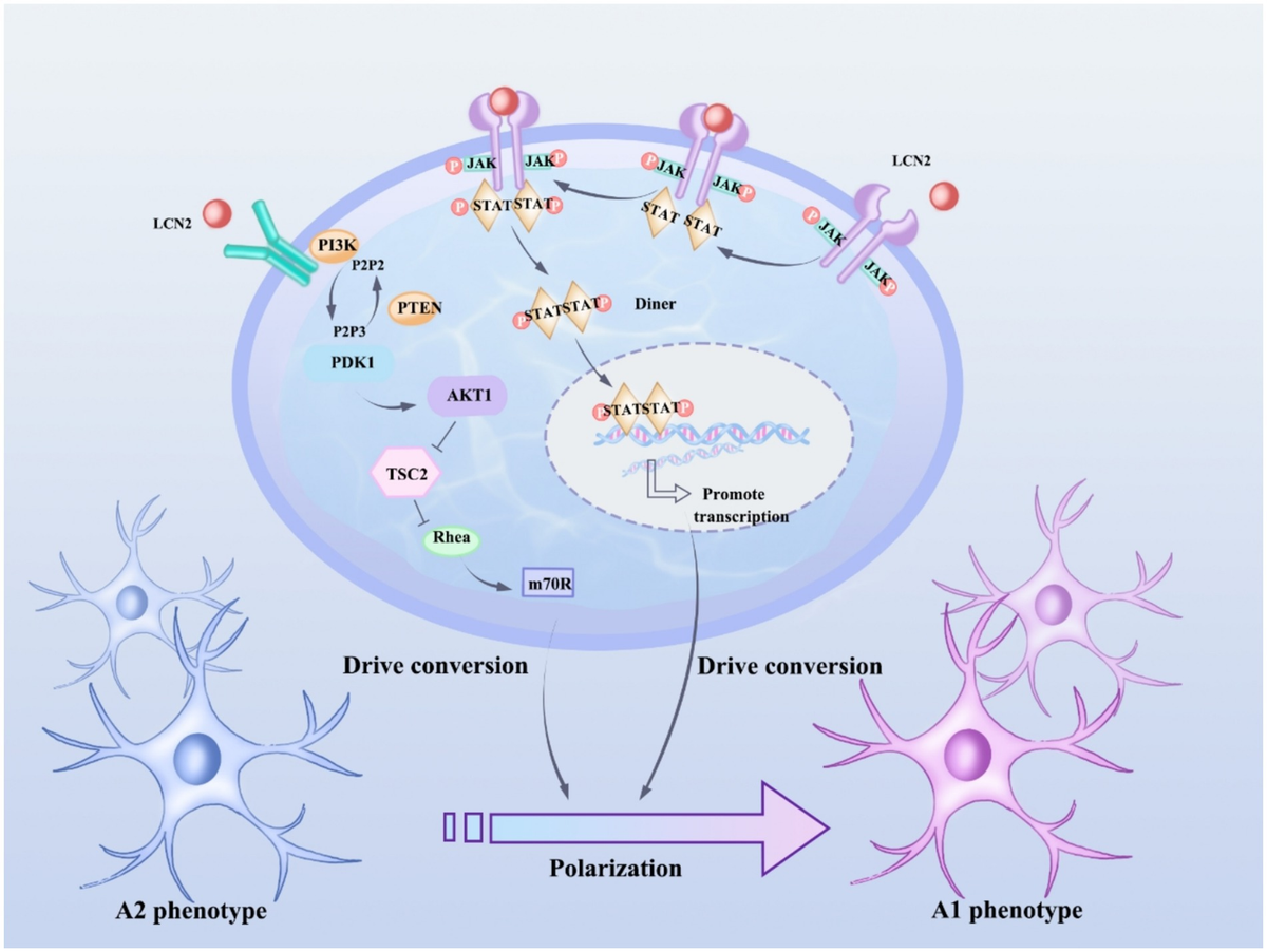 MF 37781781 Exhaust Manifold Fits Massey Ferguson - Walmart.com