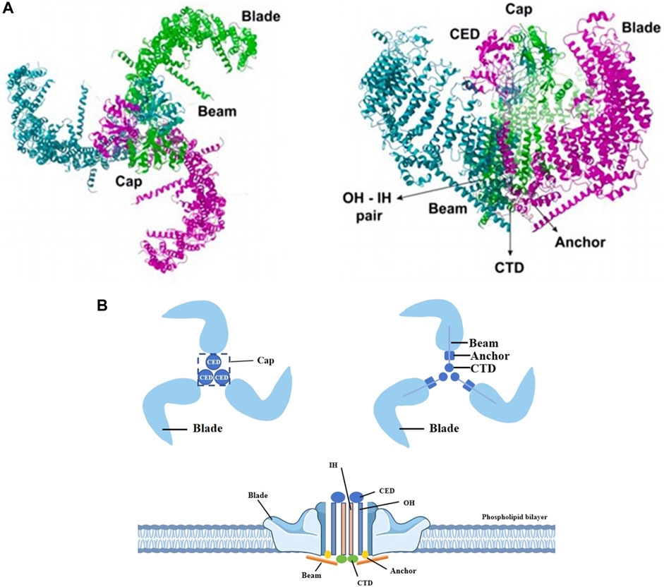 tk Regulation of TNF-Related Apoptosis-Inducing Ligand