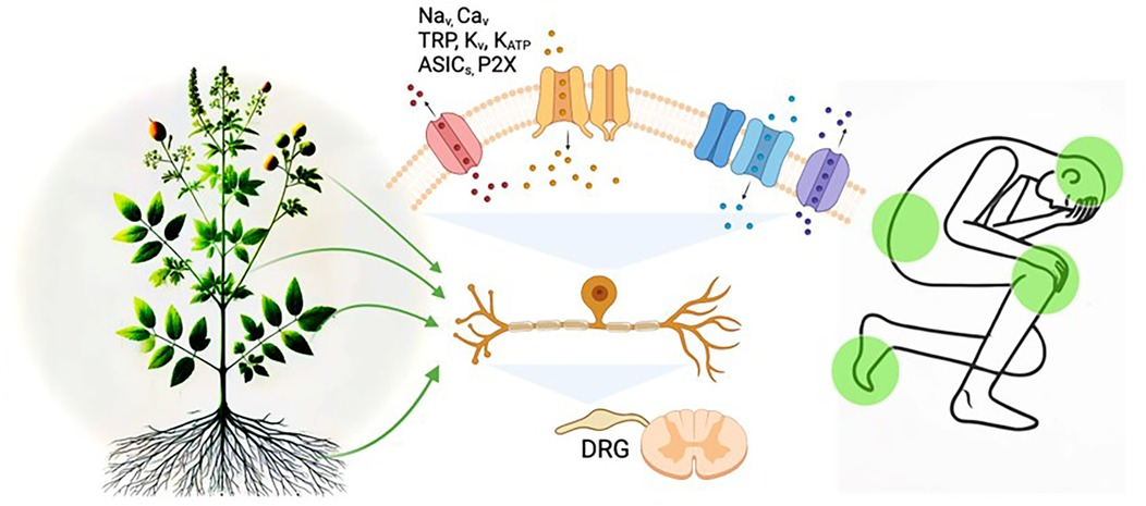 Frontiers | Phytochemical-based therapeutics from