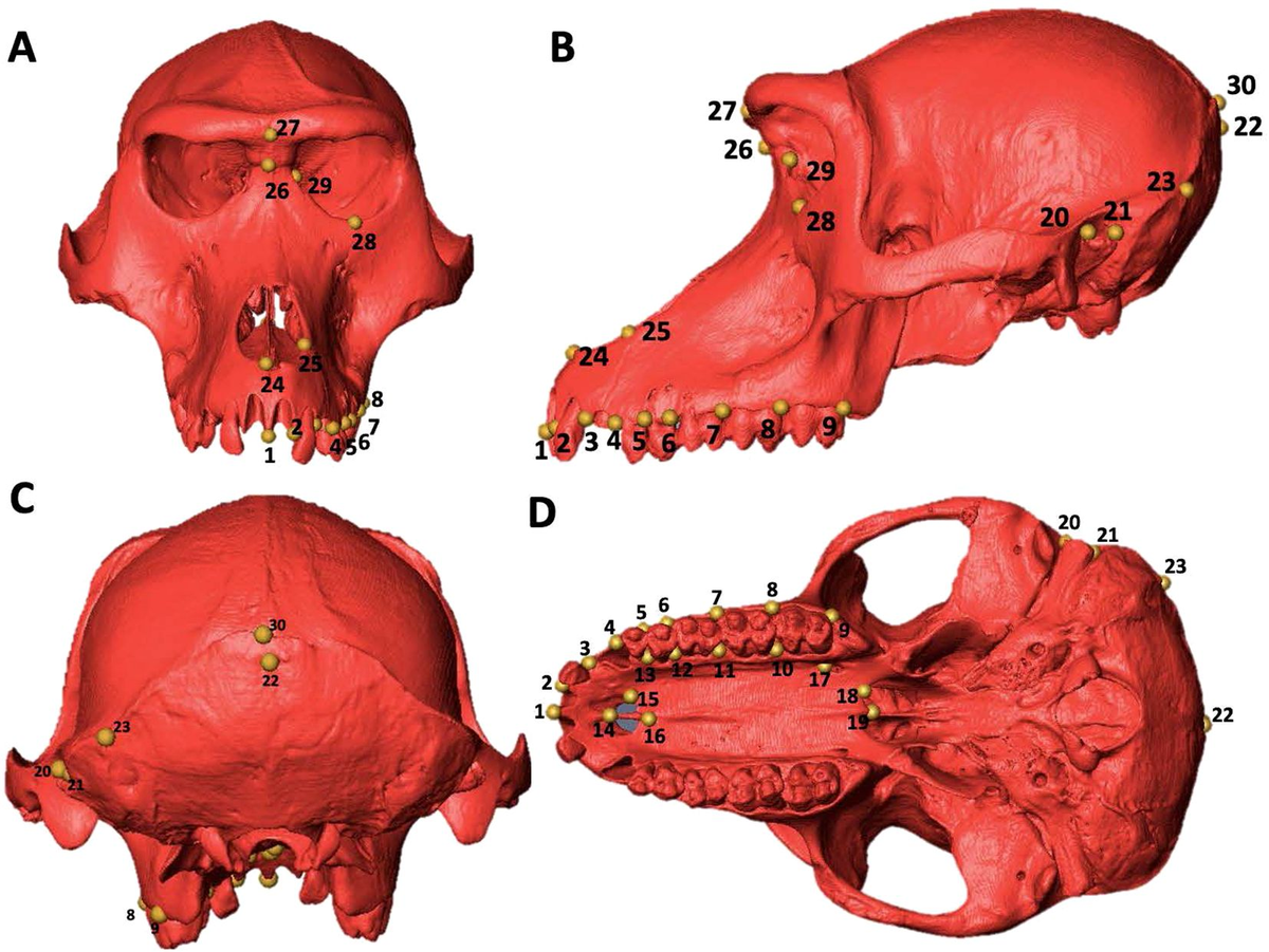 Rus bekalari oyoq fetishi video