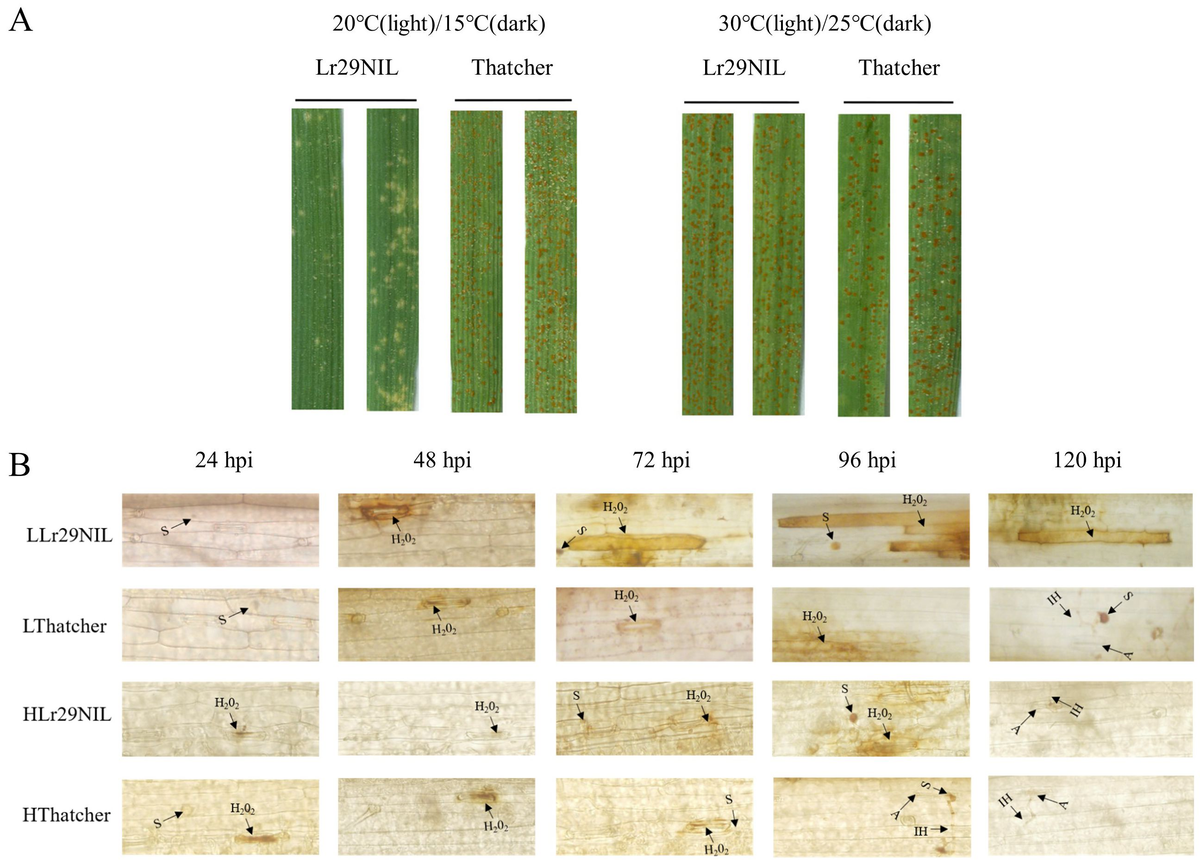 Frontiers | Integrated transcriptome and metabolome analyses