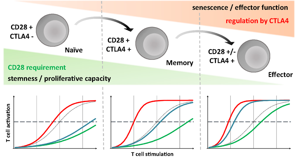 Frontiers | Co-Stimulatory Blockade of the CD28/CD80-86/CTLA
