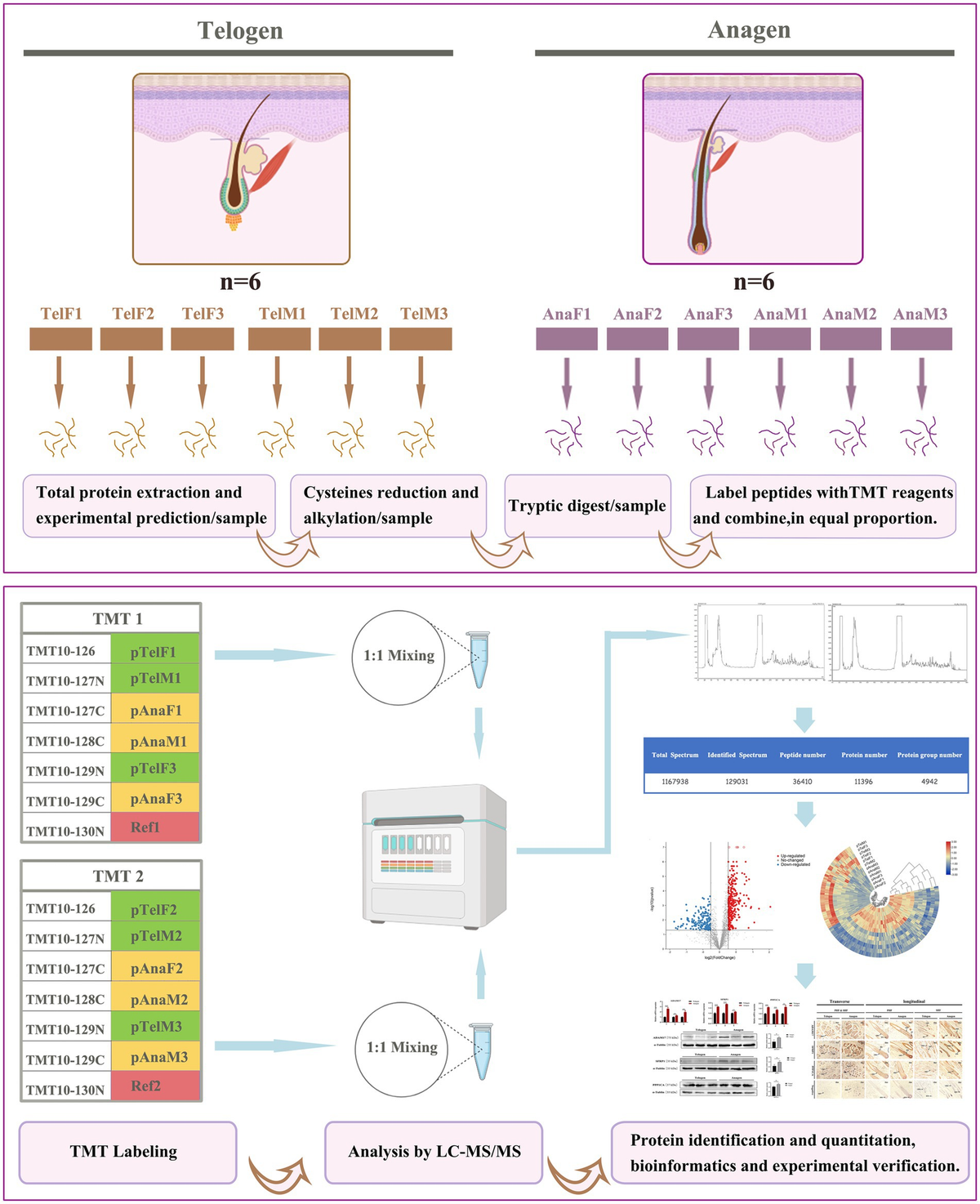 Frontiers | Comparative proteomic analysis of the telogen-to