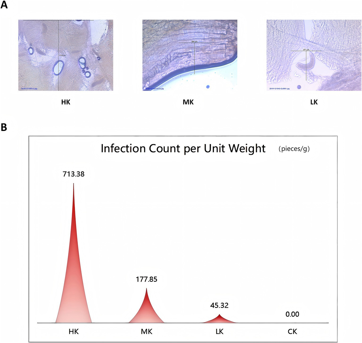 Frontiers | The impact of Sarcocystis infection on lamb