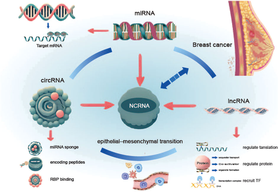 Frontiers | Non-coding RNAs as key regulators of epithelial
