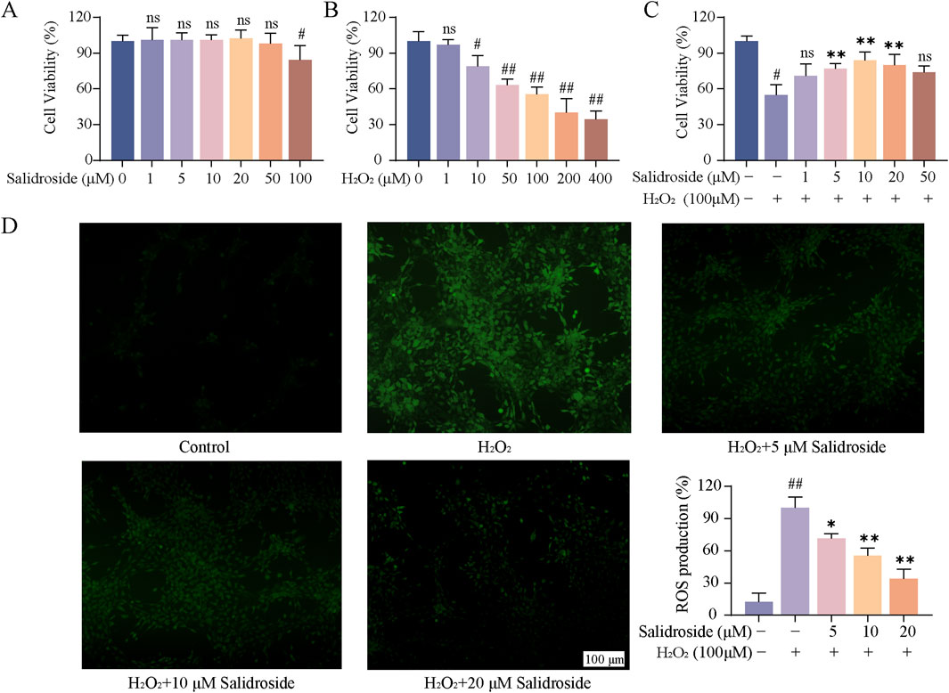 Frontiers | Mechanism of salidroside promoting testosterone