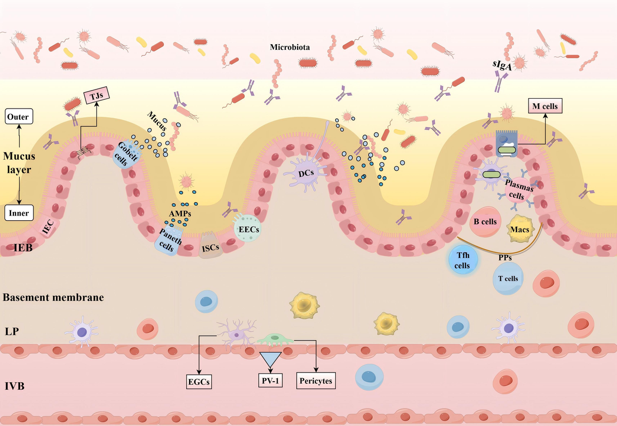 Frontiers | Post-stroke depression: exploring gut microbiota