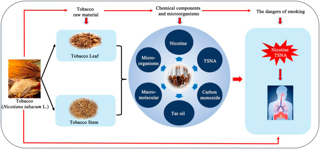 その他 ranji What a Modern Physician Should Know About microRNAs in the