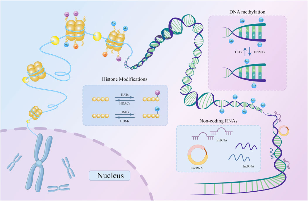Frontiers | Epigenetic regulation in coronary artery disease