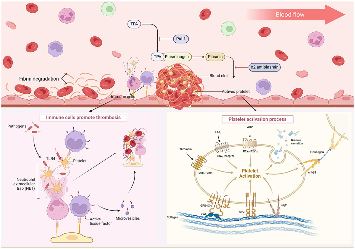 Frontiers | Evaluating predictive models for hemorrhagic