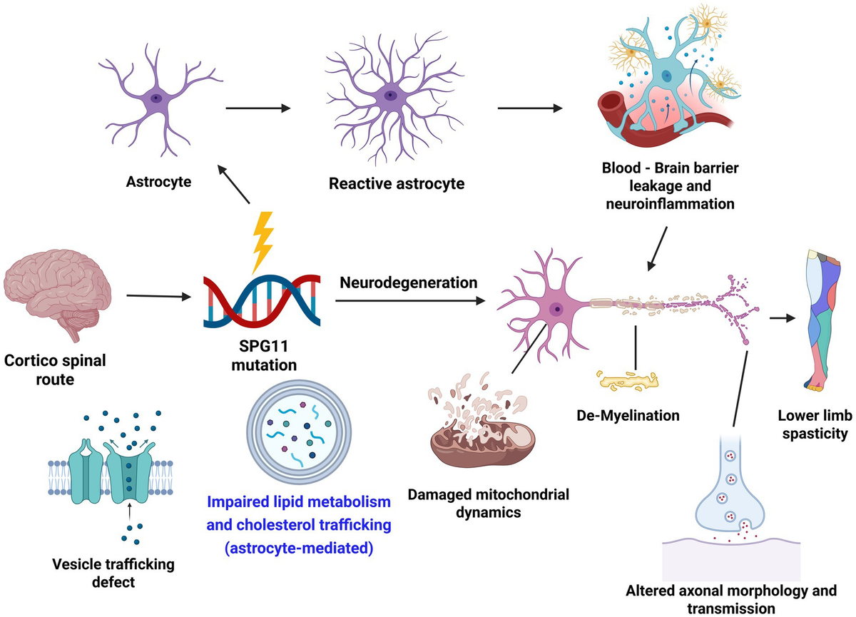 サト Mitotic and mitogenic Wnt signalling | The EMBO Journal