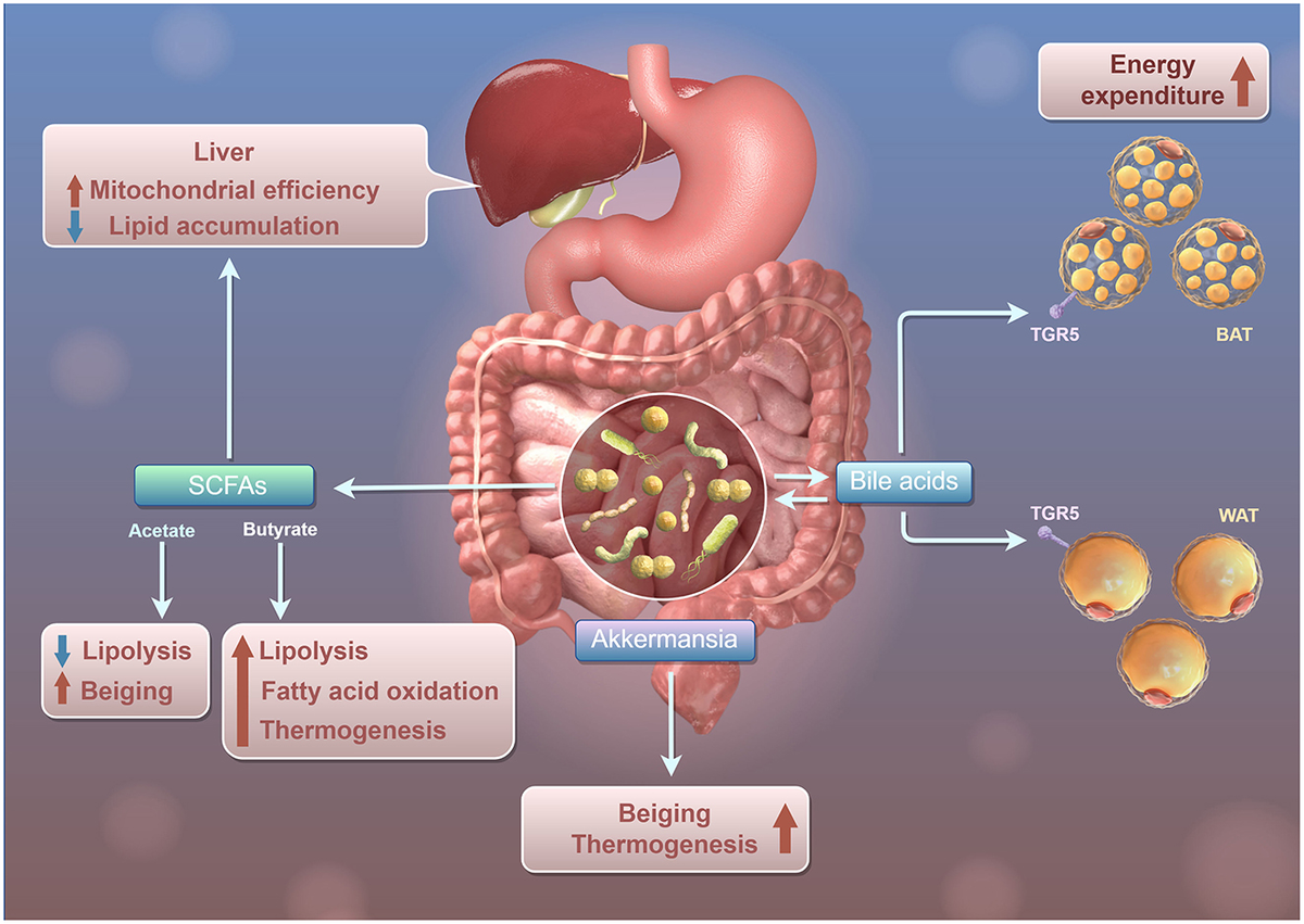 Gastrointestinal and Hepatic Manifestations of Rheumatic Diseases [ハードカバー] Ohira， Hiromasa; Migita， Kiyoshi Gastrointestinal and Hepatic Manifestations of Rheumatic