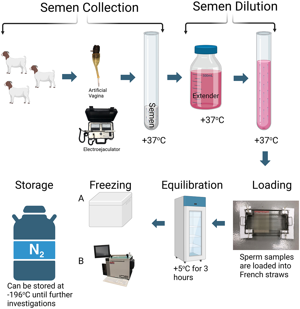 Jinsiy ayol normal holat