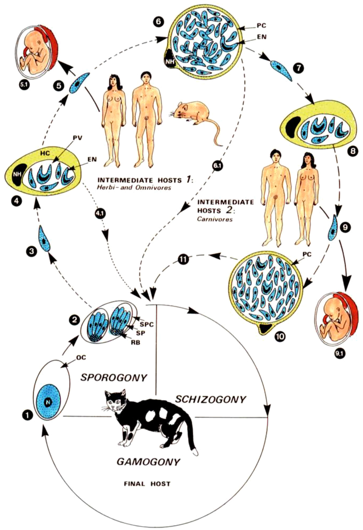 Sexually aggressive behavior triggered by parasitic infection [pdf]