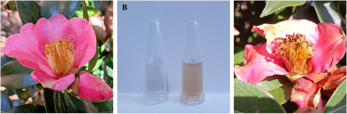Frontiers | Specialized metabolites present in Camellia