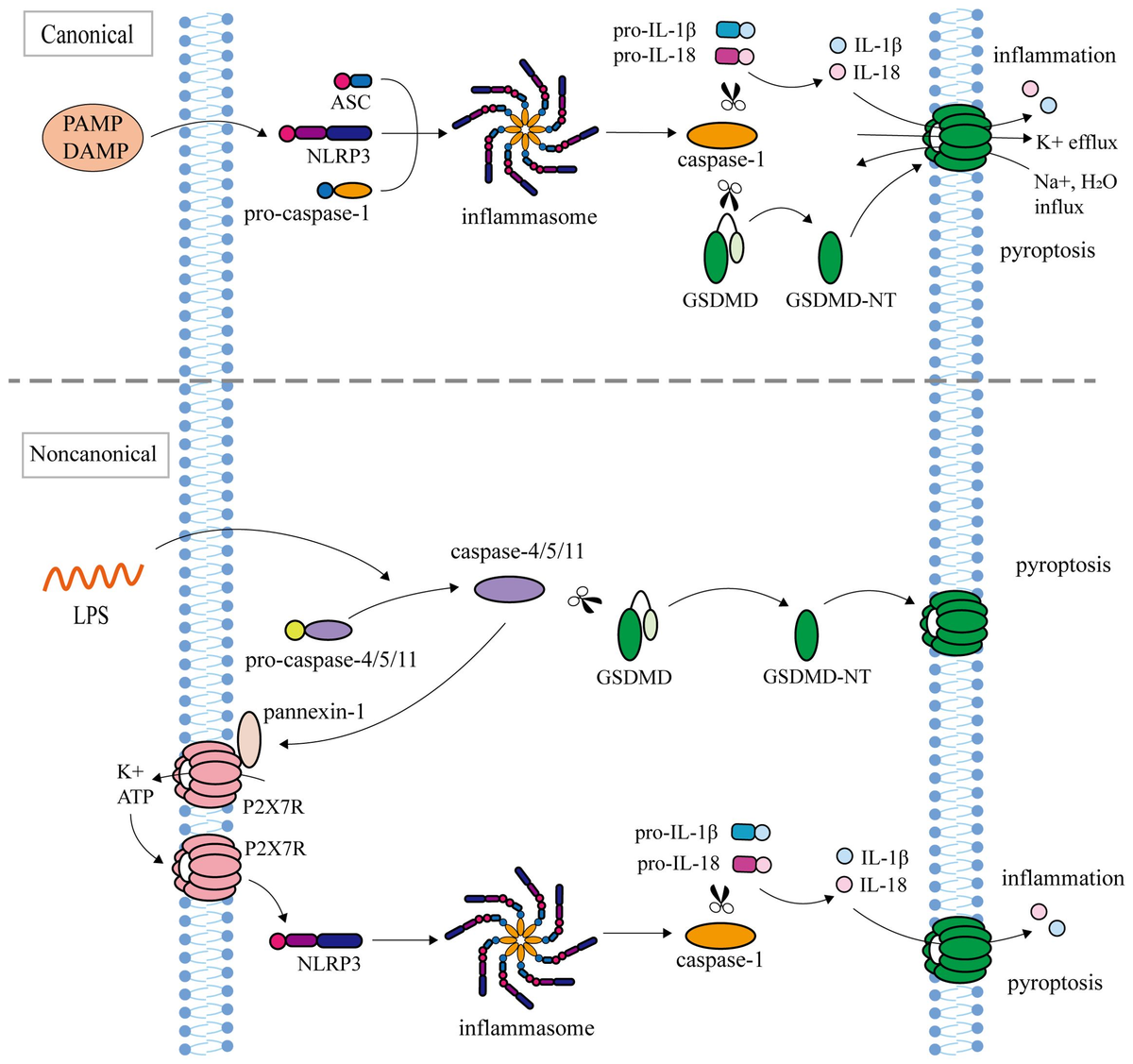 Frontiers | Role of gasdermins in chronic kidney disease