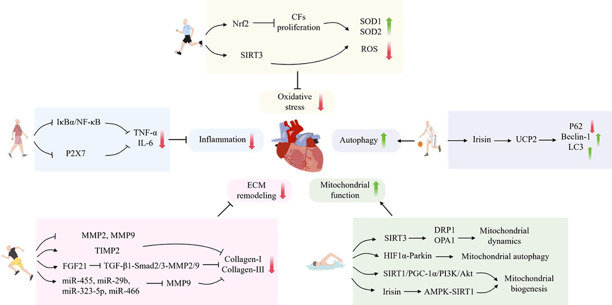 Frontiers | Exercise and tissue fibrosis: recent advances in