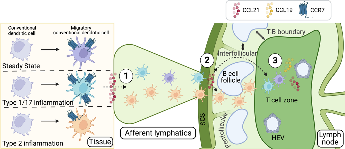 語学+参考書 Dendritic Cells in Clinics Frontiers | Dendritic Cells: A Spot on Sialic Acid
