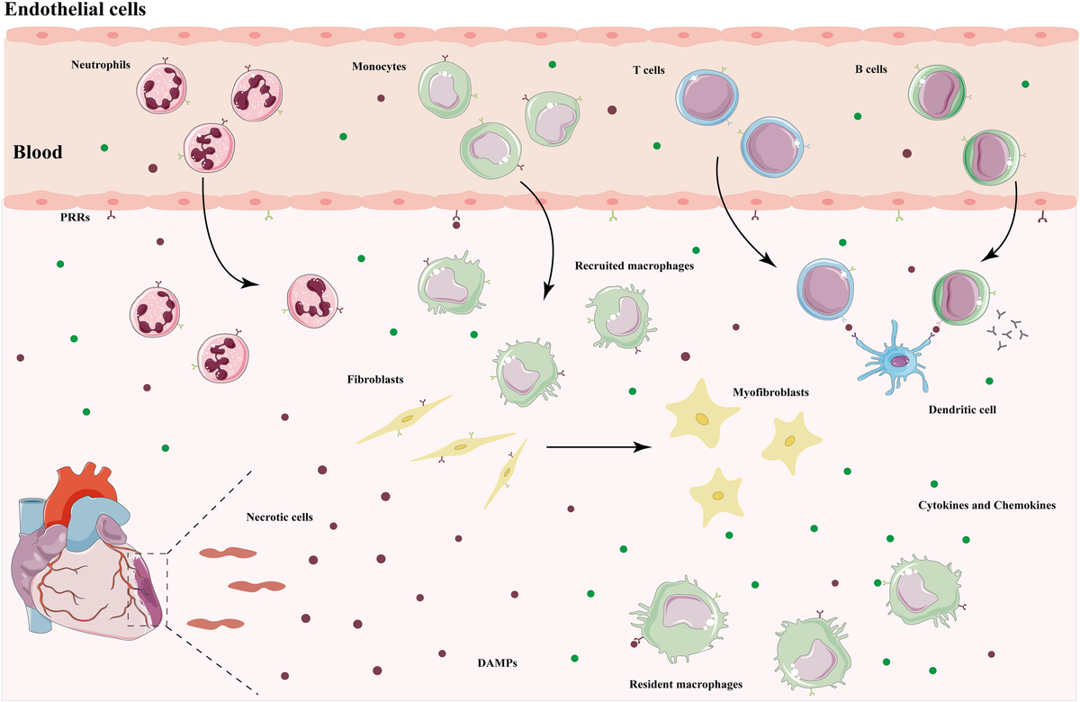 キャノン Frontiers | Cardiac fibrogenesis: an immuno-metabolic