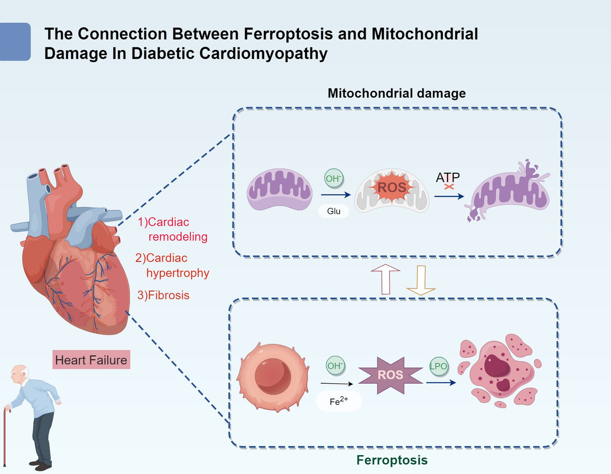 Frontiers | From bench to bedside: targeting ferroptosis and