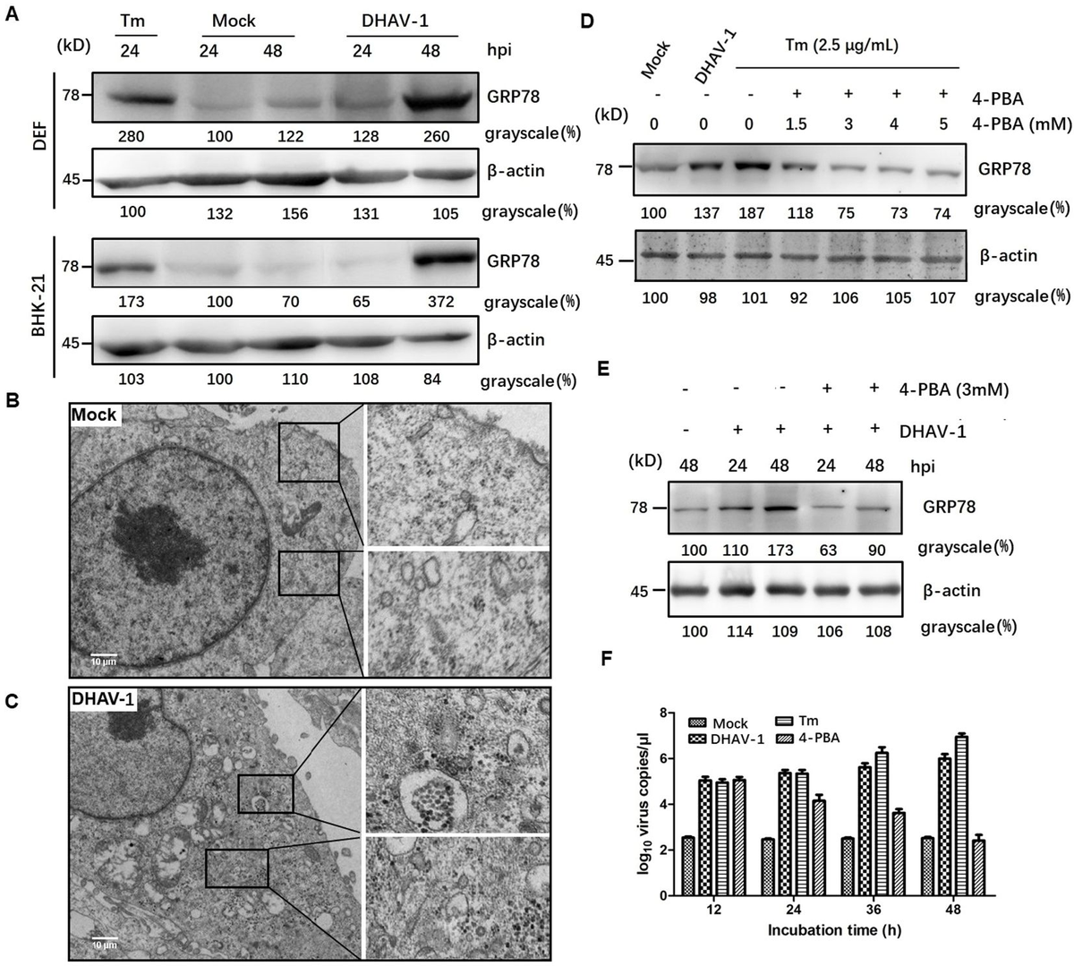 Frontiers | Role of endoplasmic reticulum stress in cell