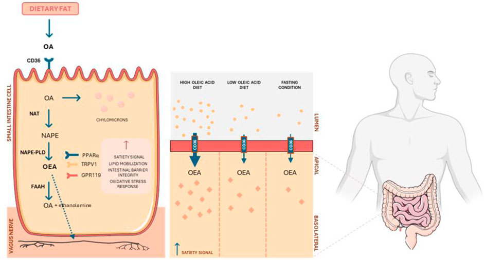 Frontiers | Pharmacological potential of endocannabinoid and
