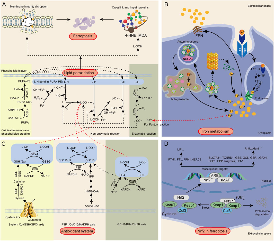 Frontiers | Natural flavonoids from herbs and nutraceuticals