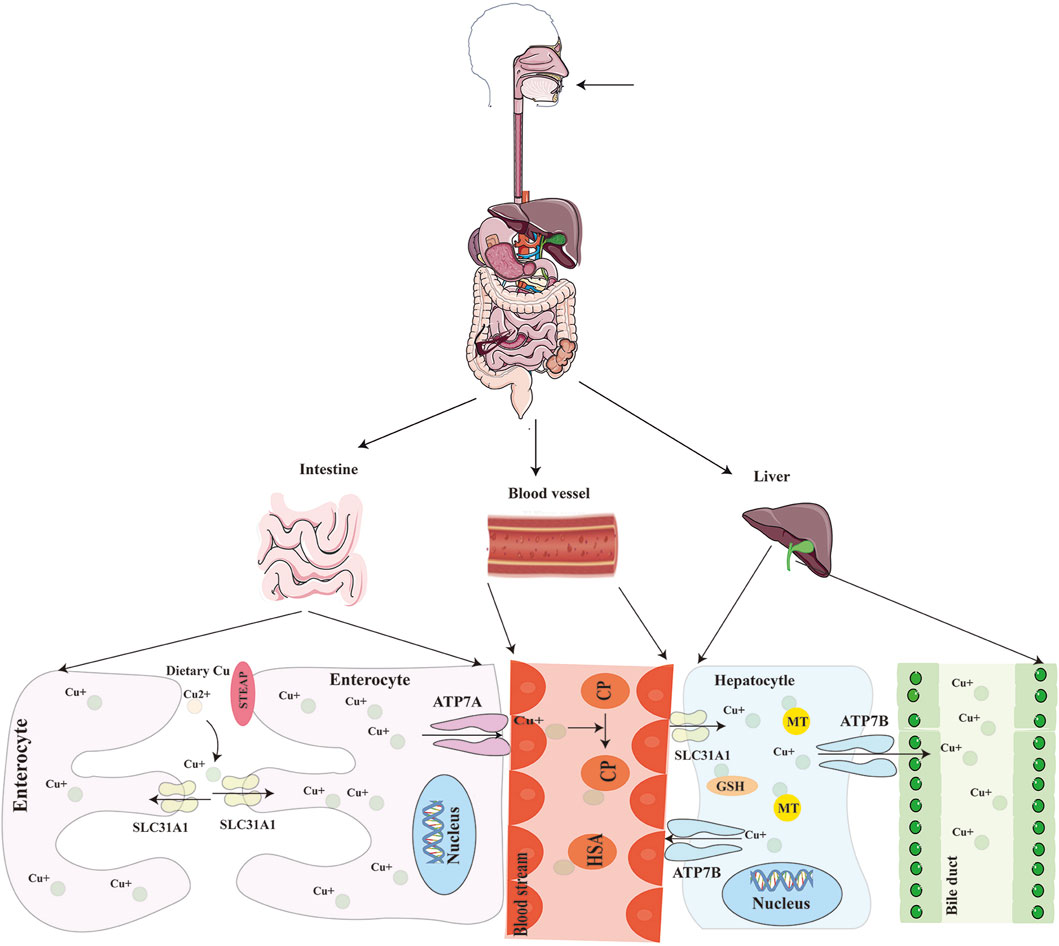 Frontiers | Cuproptosis and its potential role in