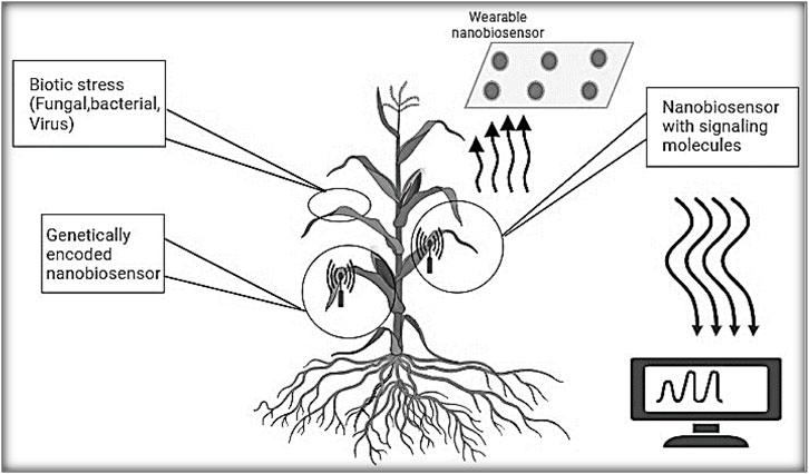 Frontiers | Nanomaterial-based biosensors: a new frontier in