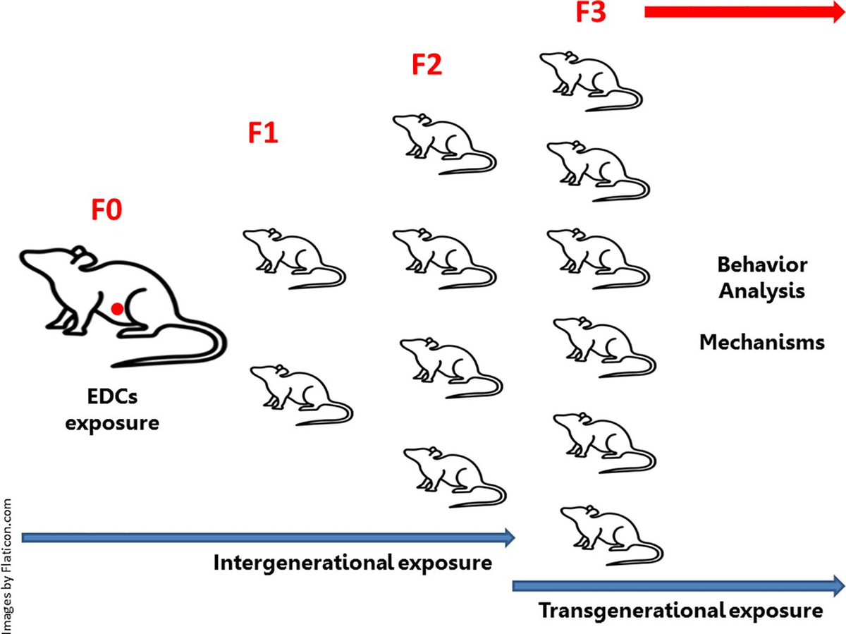 Frontiers | Intergenerational and transgenerational effects