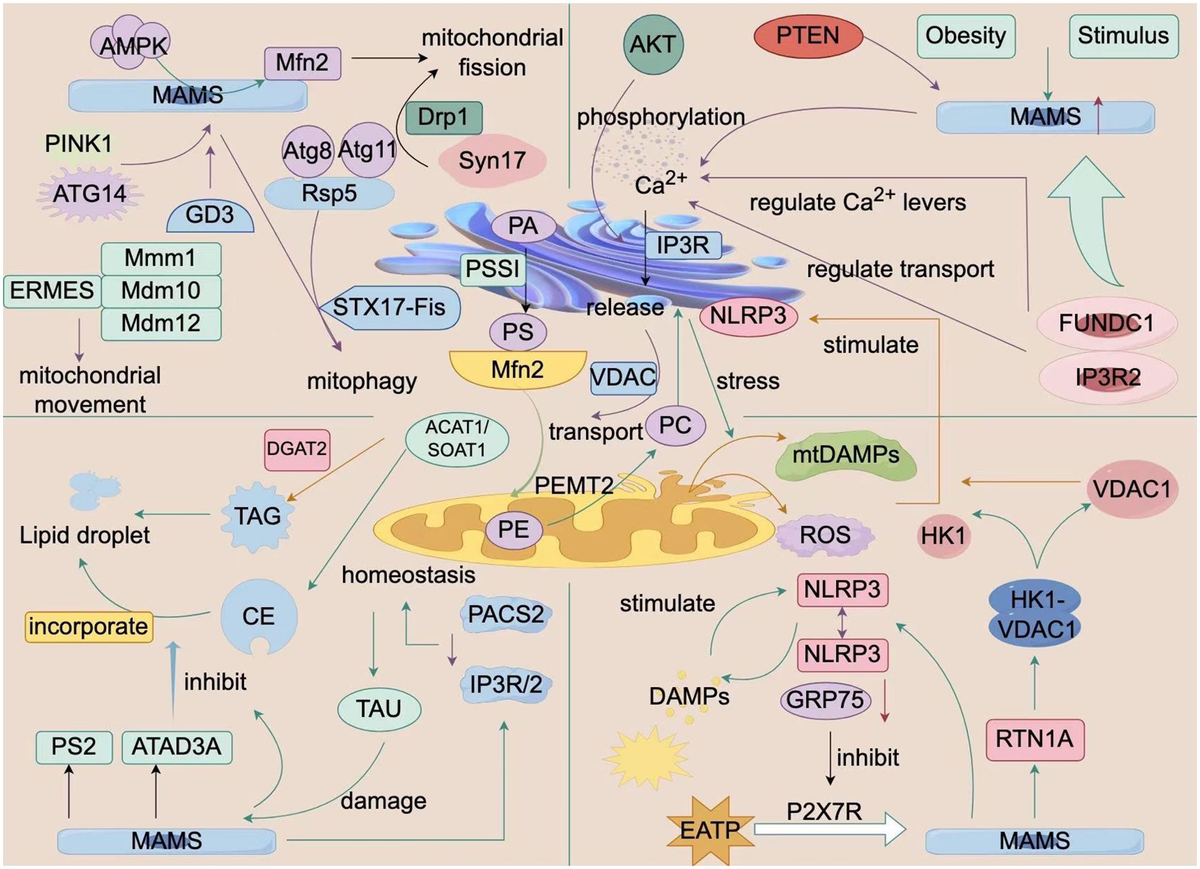 Frontiers | Endoplasmic reticulum-mitochondria crosstalk