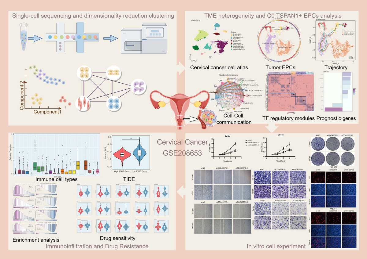 Frontiers | Revolutionizing cervical cancer treatment: single-cell
