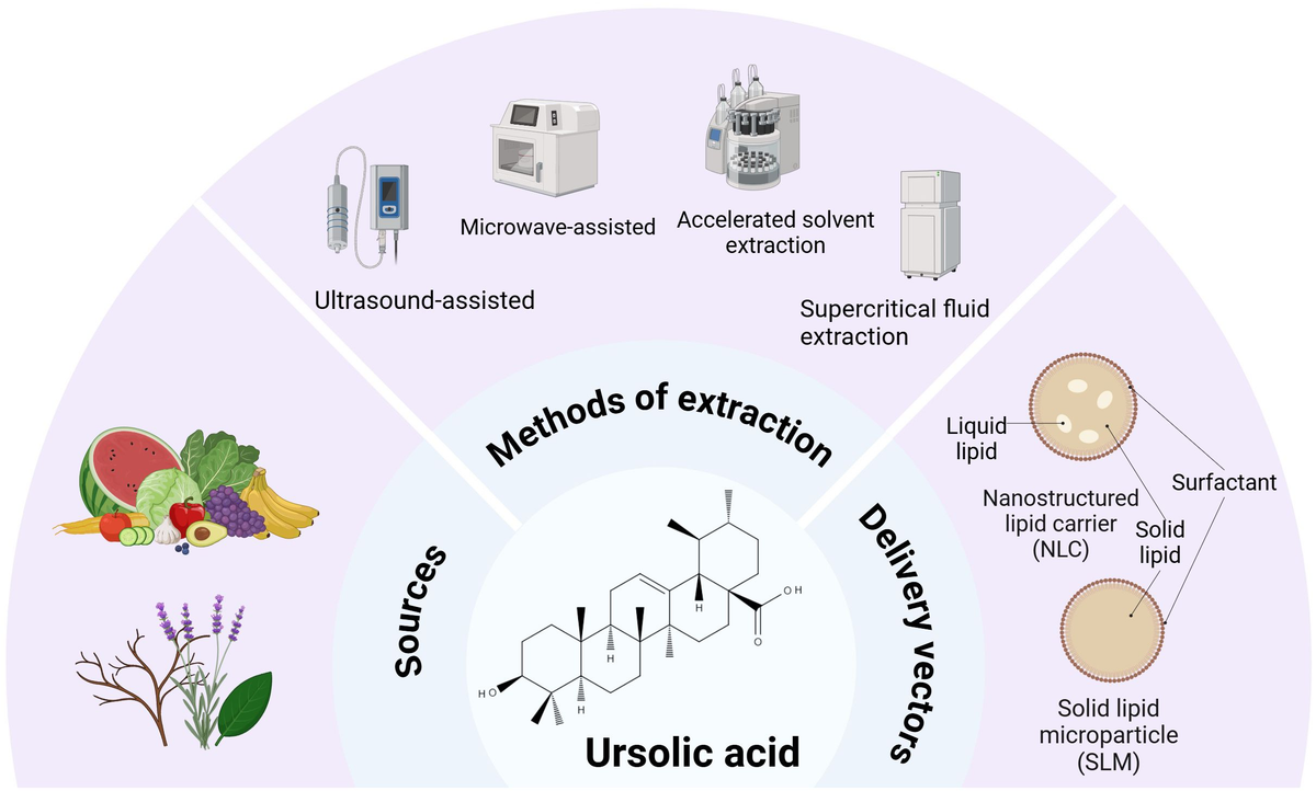 Frontiers | Progress of ursolic acid on the regulation of