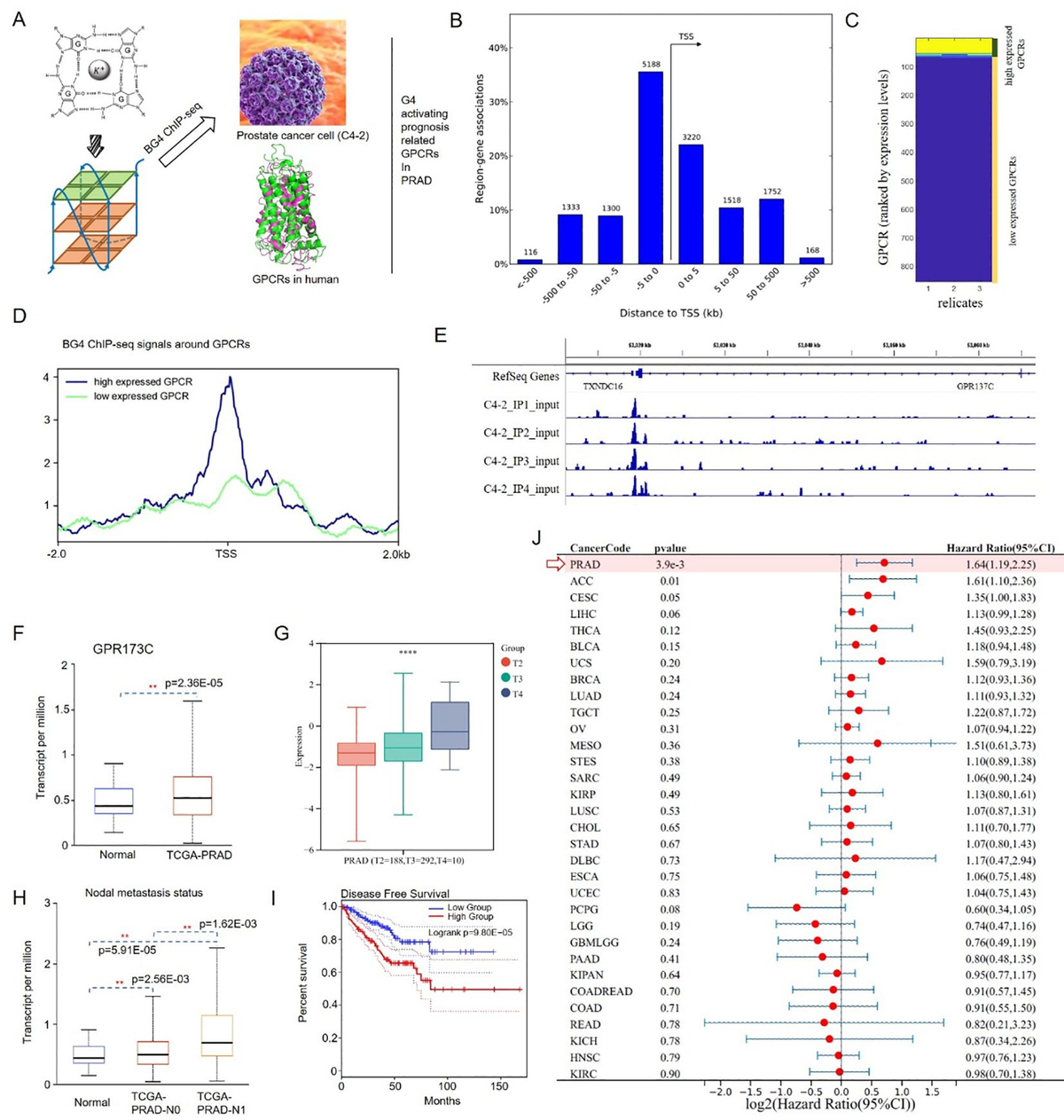 YU Frontiers | Investigation of GPR137C as a promising novel