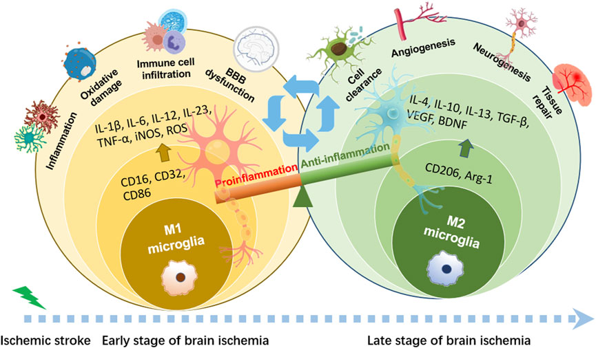 diagramのJKなど NF-κB in inflammation and cancer | Cellular & Molecular