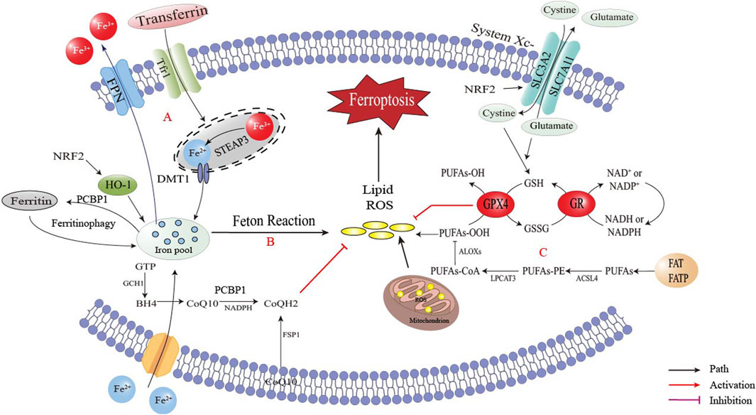 dai Immune responses elicited by ssRNA(-) oncolytic viruses in