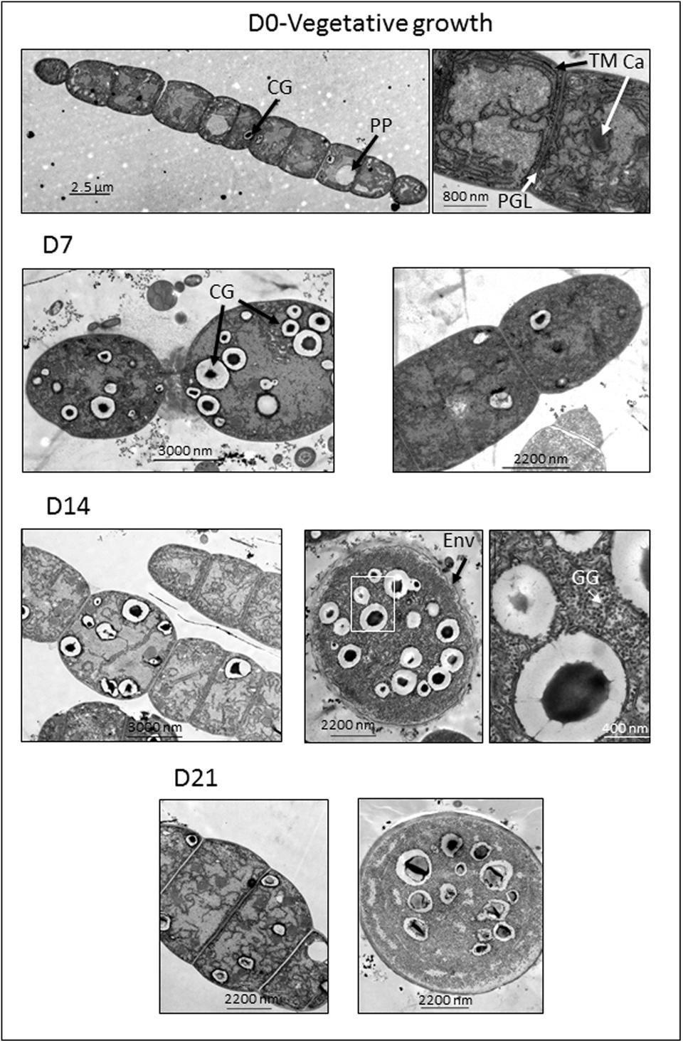 Frontiers | Carbon assimilation and accumulation of cyanophycin