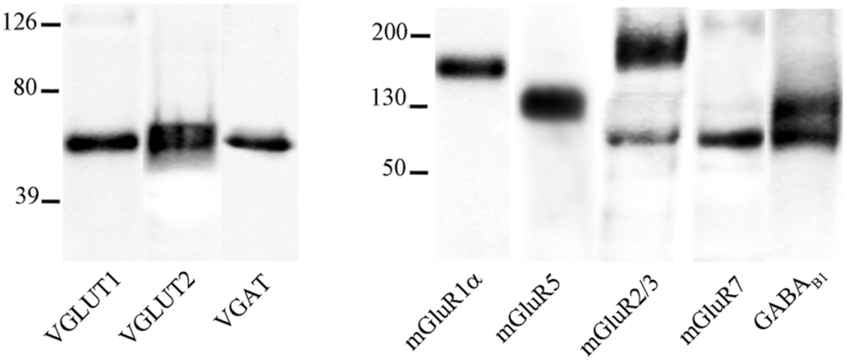 Frontiers | Differential expression of metabotropic