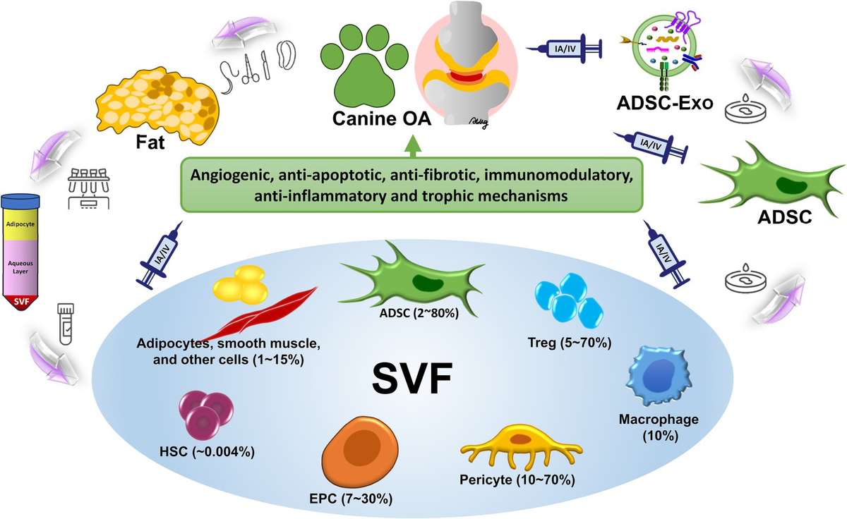 マルコ Frontiers | Stromal vascular fraction in canine