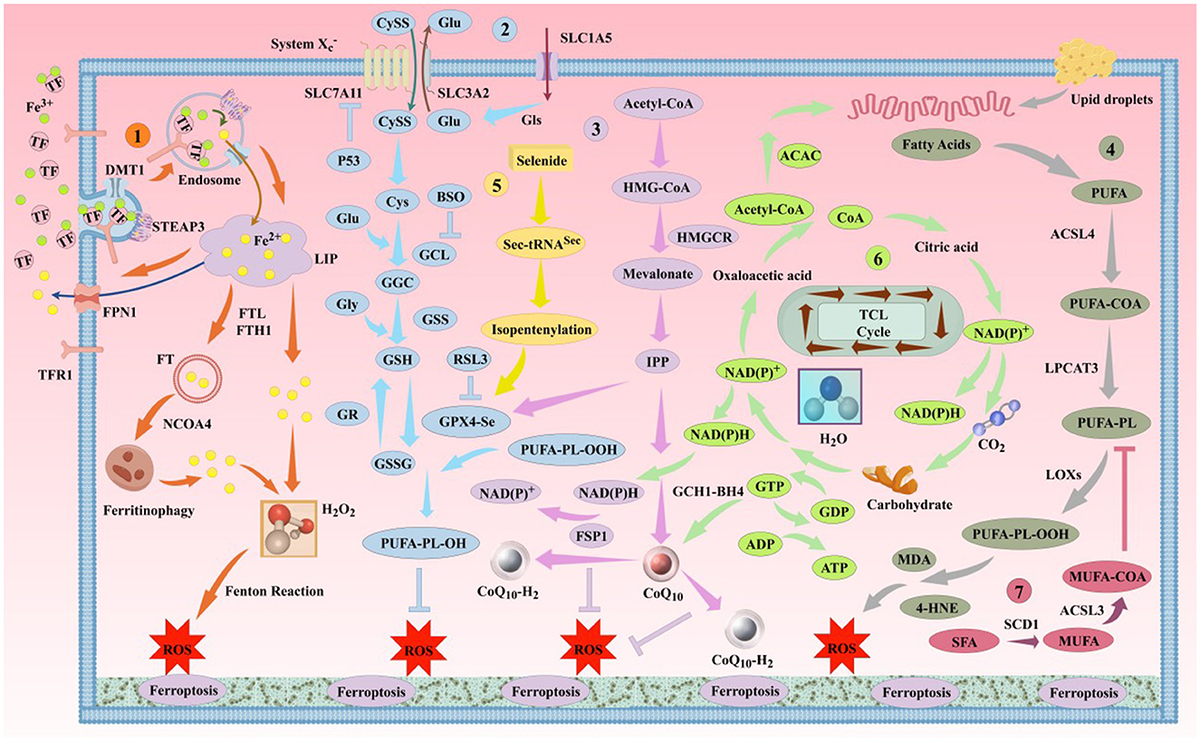 【yt】① Frontiers | Insights into targeted ferroptosis in mechanisms