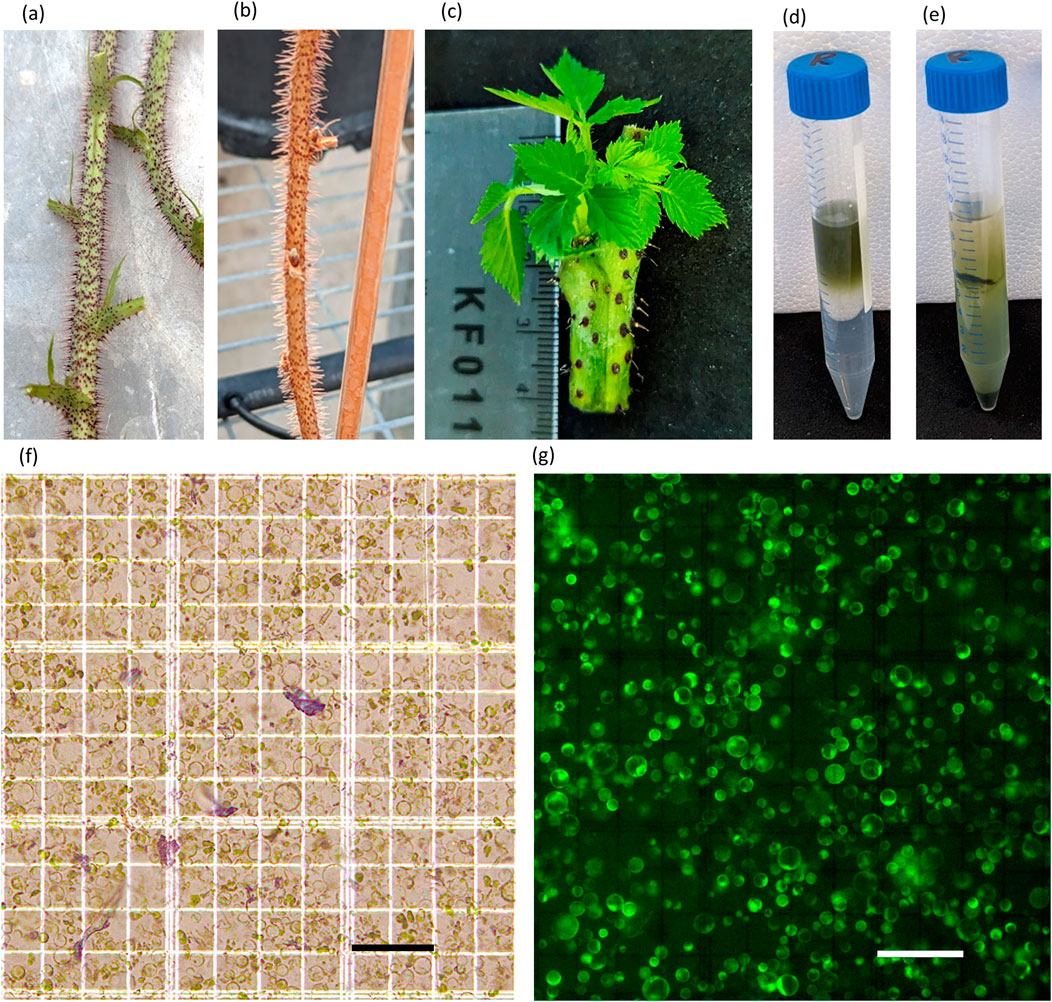Breakthrough in Raspberry Shelf-Life Using DNA-Free CRISPR