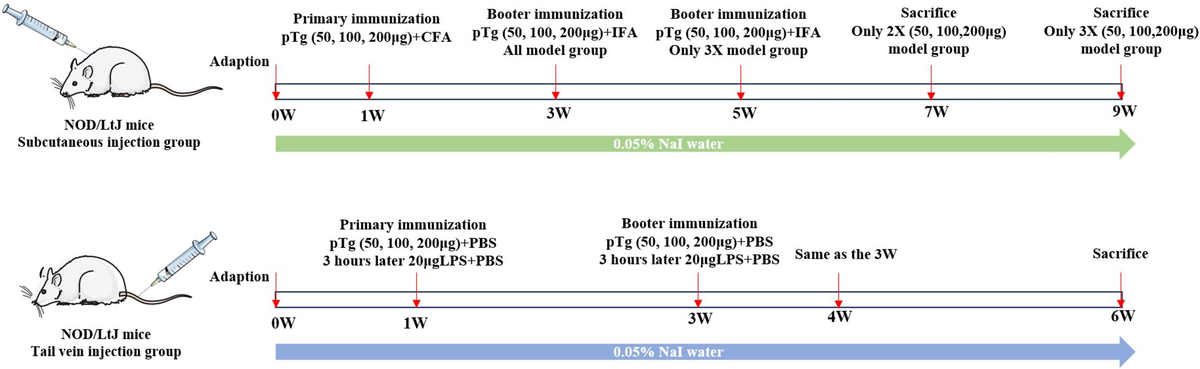 Frontiers | Constructing the optimal experimental autoimmune