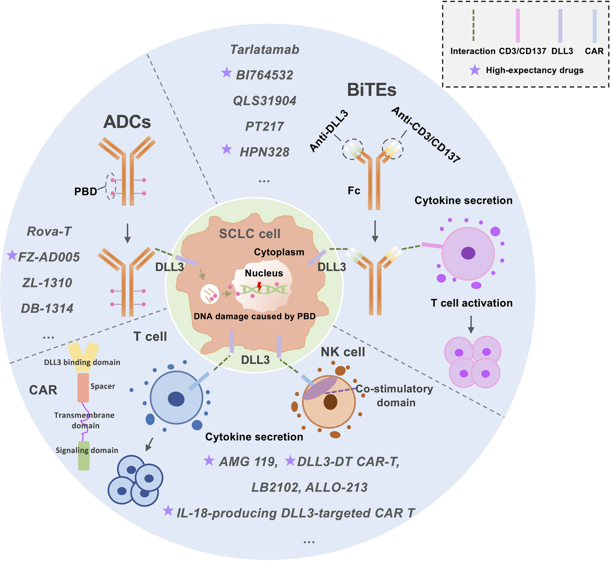 Frontiers Harnessing delta like ligand 3: bridging biomarker