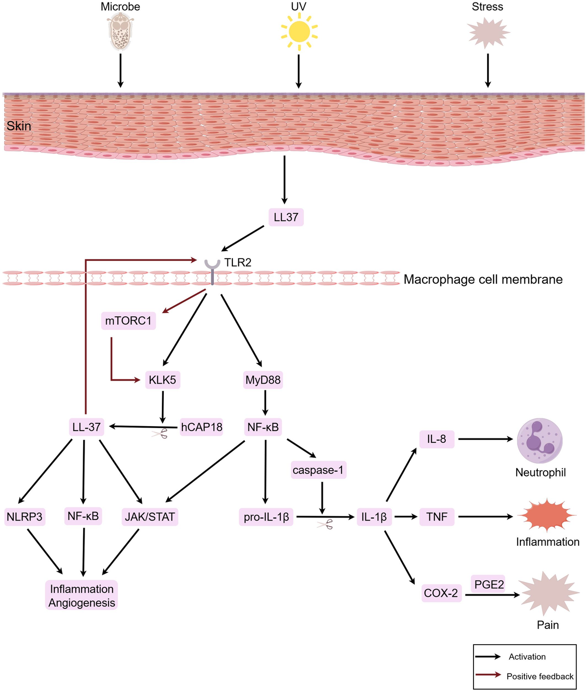 Frontiers | Macrophages in rosacea: pathogenesis and
