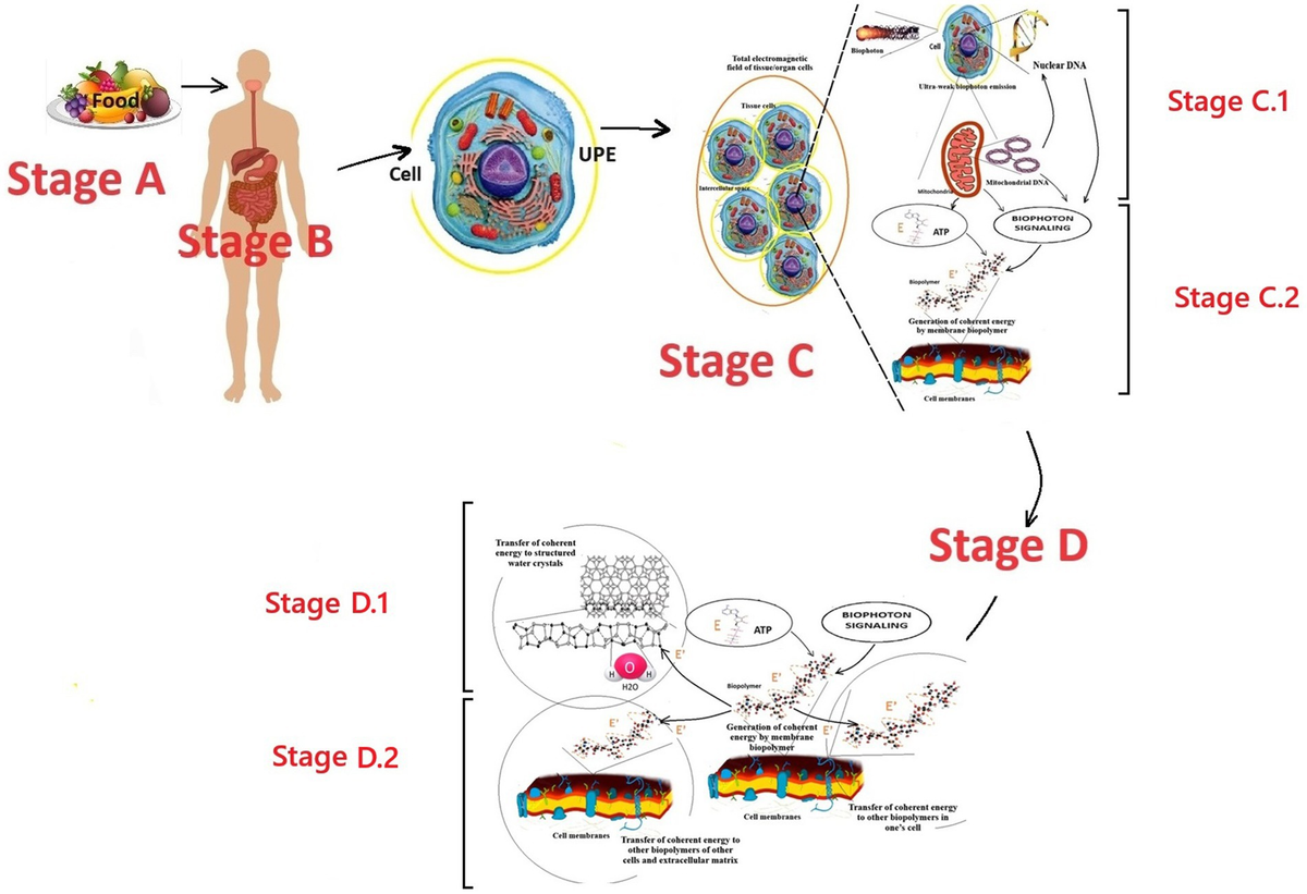 Frontiers | The concept of biophotonic signaling in the