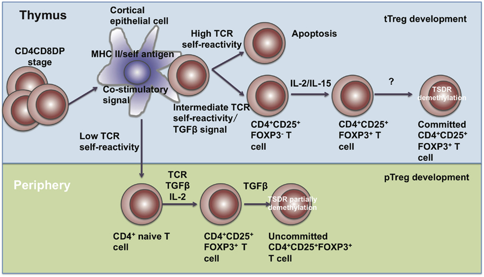 Cd4 cd8 повышены. Иммунорегуляторный индекс cd4/cd8. Cd4 cd8 повышены. Cd4 cd8 повышены. Cd4 cd8 повышены.