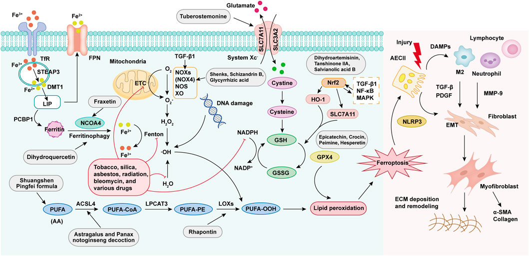 Frontiers | Ferroptosis in pulmonary fibrosis: pathogenesis